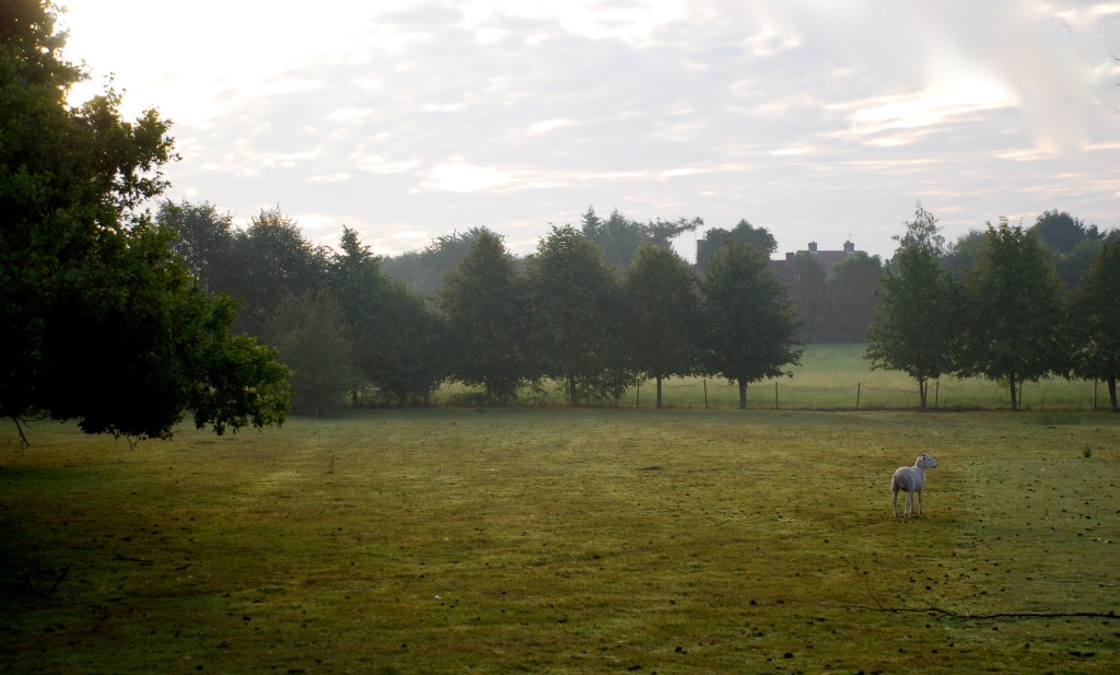 Wake-up call from the Stansted sheep