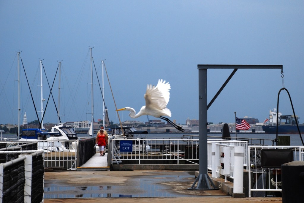 Patriot's Point, Charleston