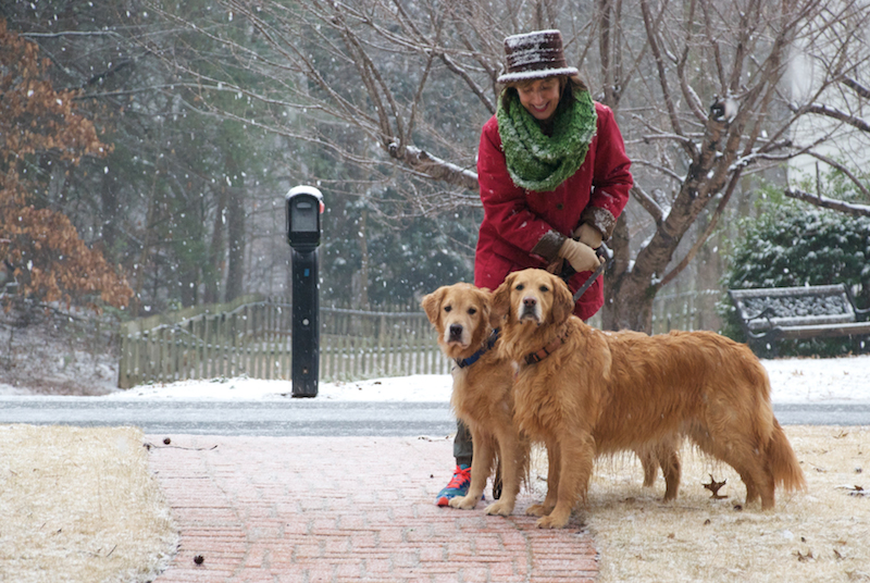 Dogs in Georgia snow
