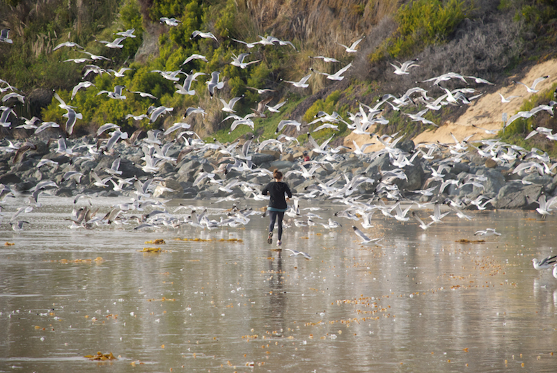 Laguna Beach seagulls